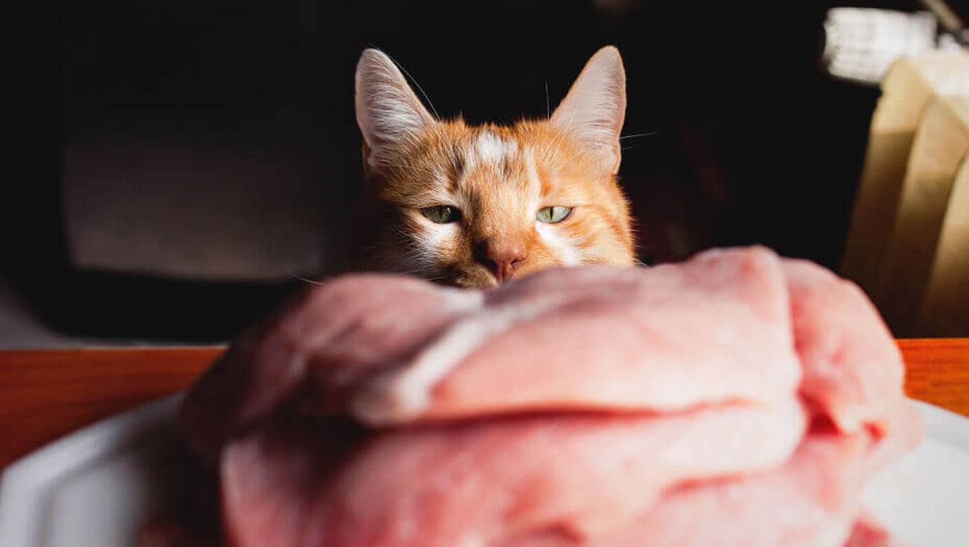 Can you give your cat raw meat best sale